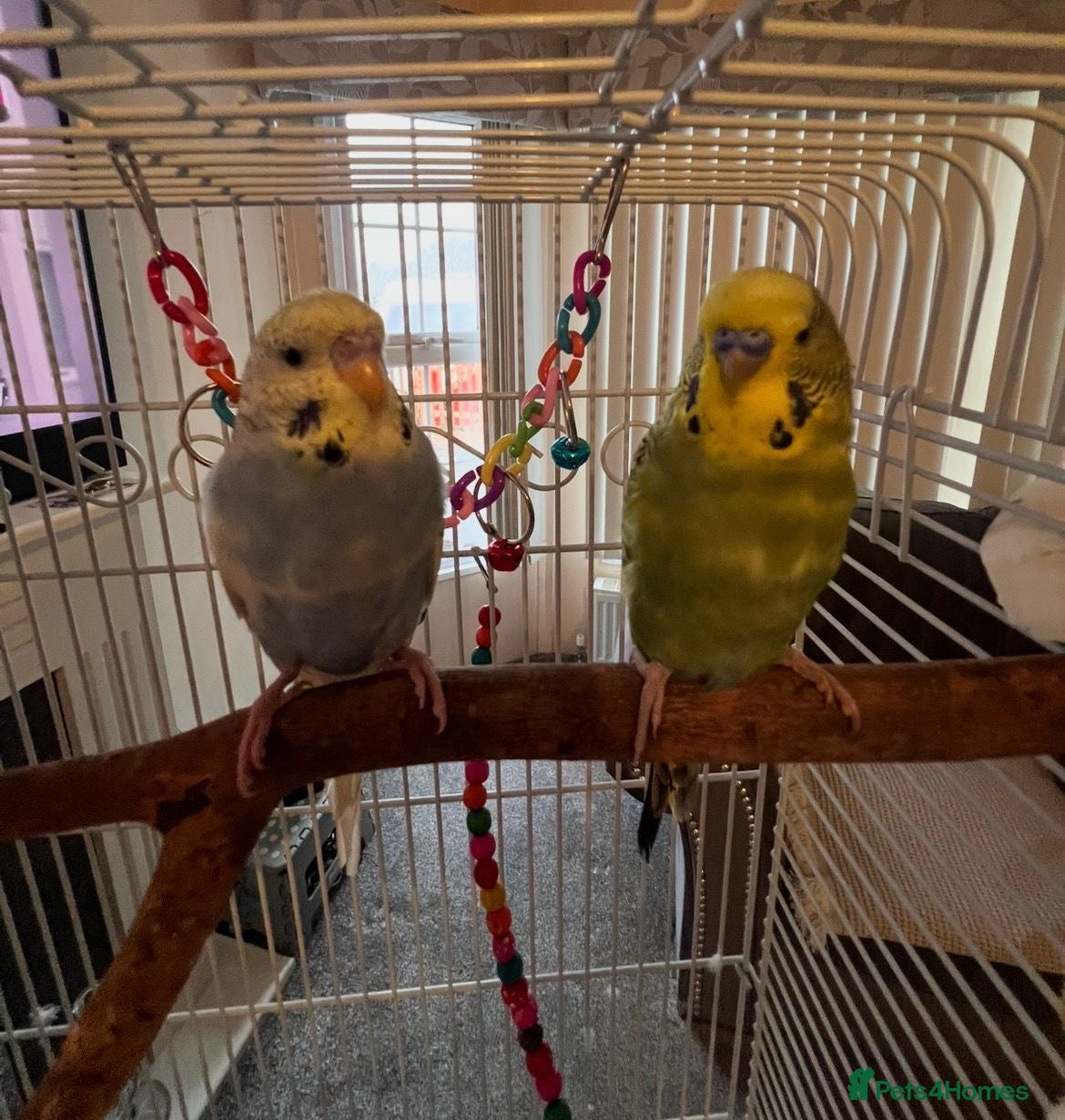 Budgerigars birds Beautiful pair of bugies - Advert 1