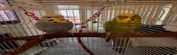Budgerigars birds for sale: Beautiful pair of bugies - Advert 1