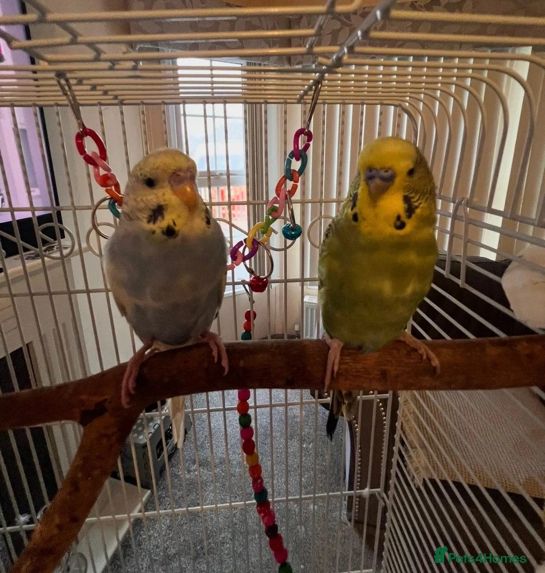 Budgerigars birds for sale: Beautiful pair of bugies - Advert 1