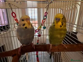 Budgerigars birds Beautiful pair of bugies - Advert 1