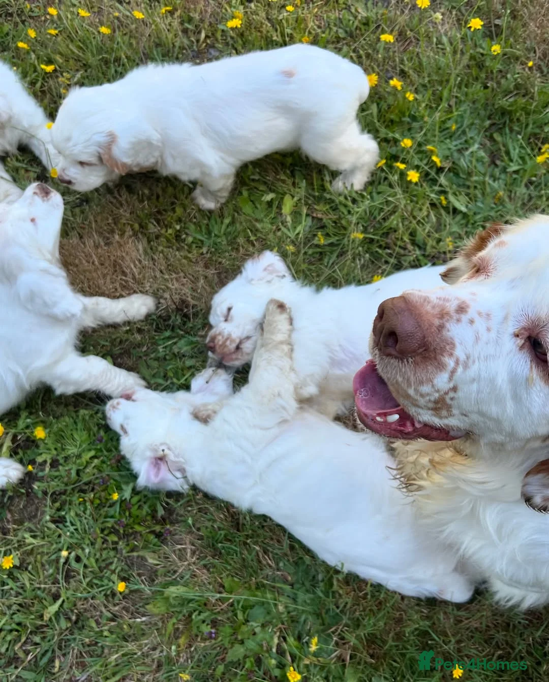 Clumber Spaniel dogs for sale: Quality Clumber Spaniel Puppies  in Malvern - Advert 1