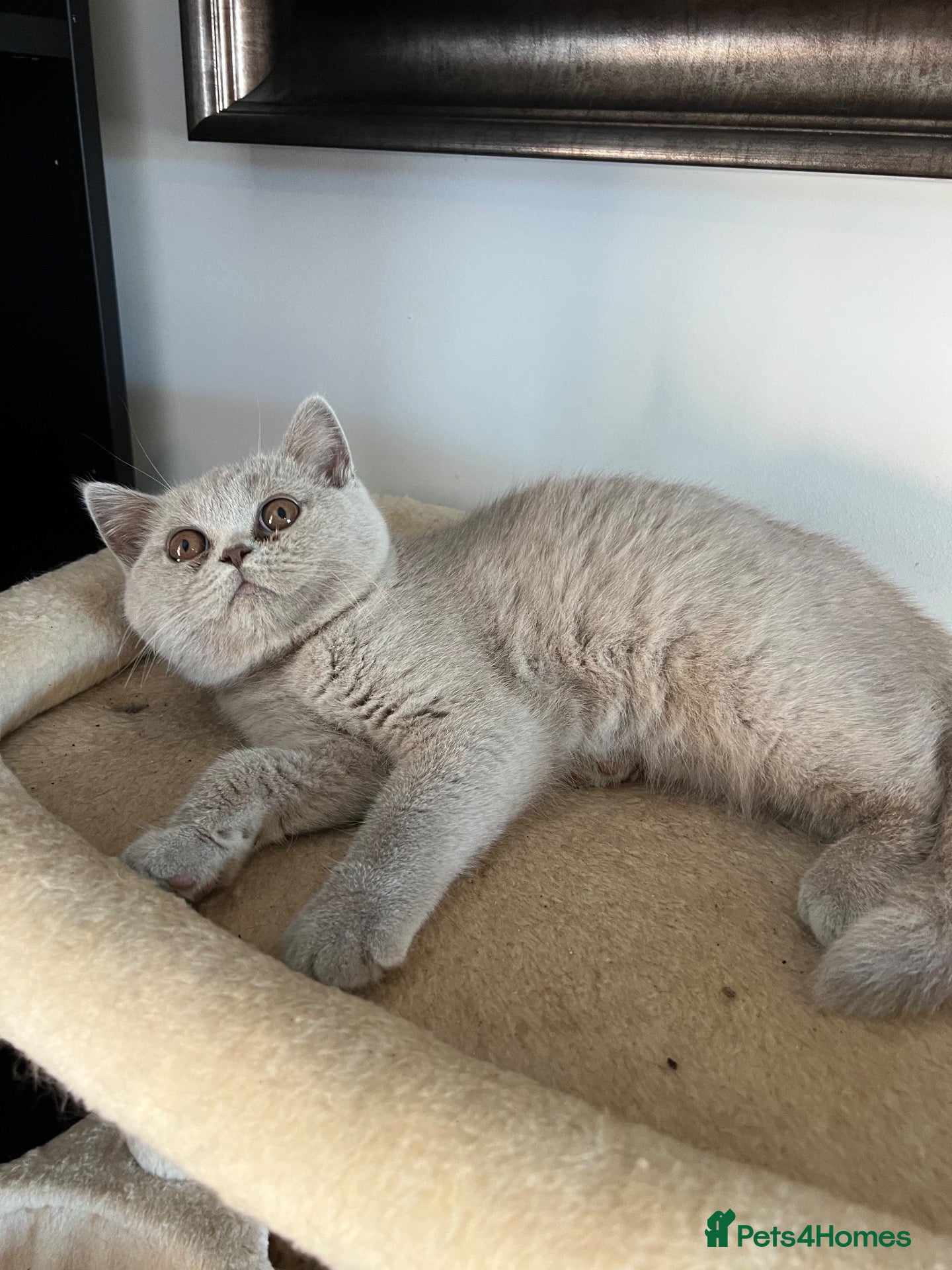 British Shorthair cats BSH lilac Girl GCCF registered £500 - Advert 1