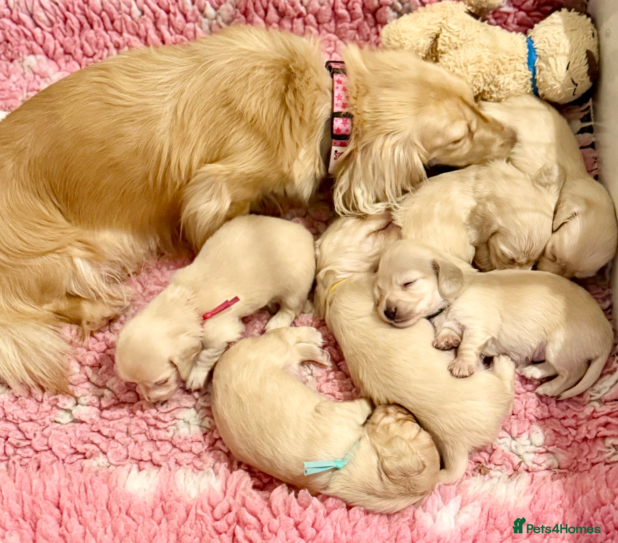 Miniature Dachshund dogs Stunning litter miniature of long haired creams  - Advert 1