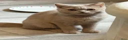 British Shorthair cats for sale: 🐾BEAUTIFUL BSH 2 LEFT READY TO GO🐾   - Advert 3