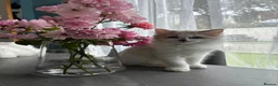 Ragdoll cats for sale: Ragdoll girls - Advert 4