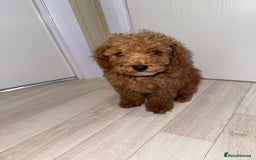 Poochon dogs for sale: Lovely poochon puppy’s for sale - Image 11