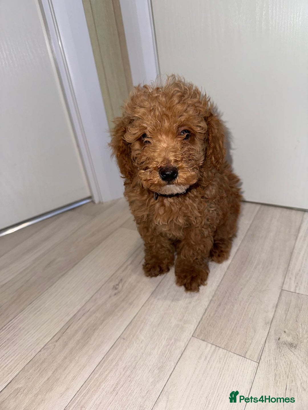 Poochon dogs for sale: Lovely poochon puppy’s for sale - Image 11