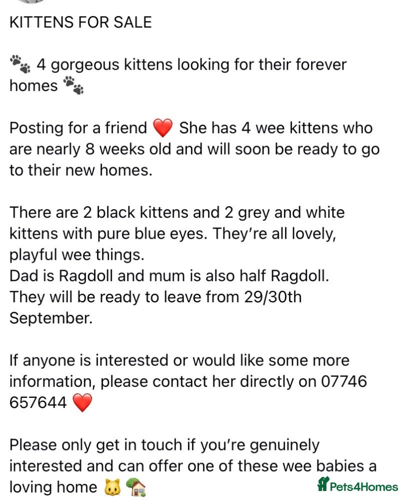 Mixed Breed cats Kittens for sale - Advert 8