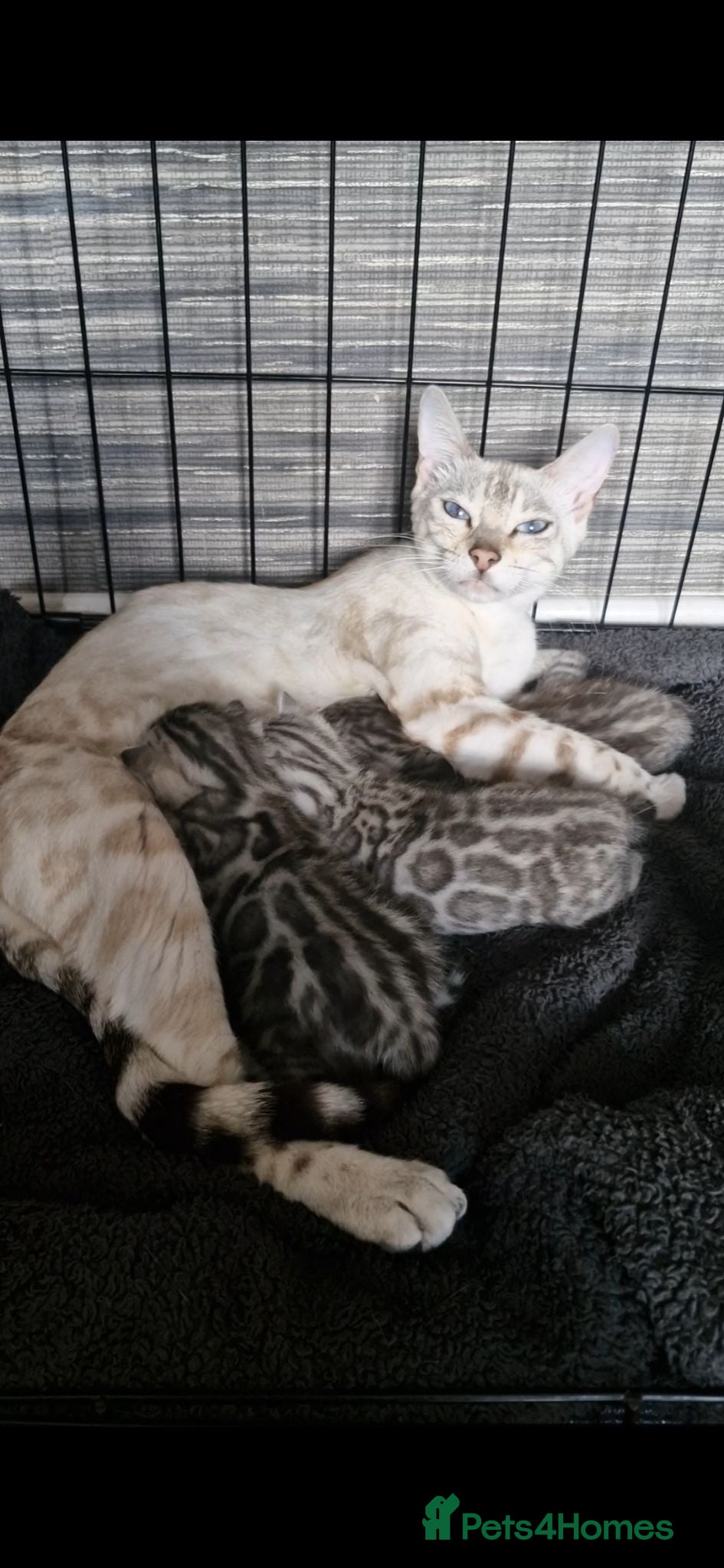 Bengal cats Silver tica registered bengals - Advert 16