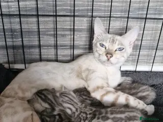 Bengal cats Silver tica registered bengals - Advert 2