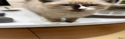 Ragdoll cats for sale: Super rare cute cuddly confident ragdoll kittens in Bexhill-on-Sea - Advert 10