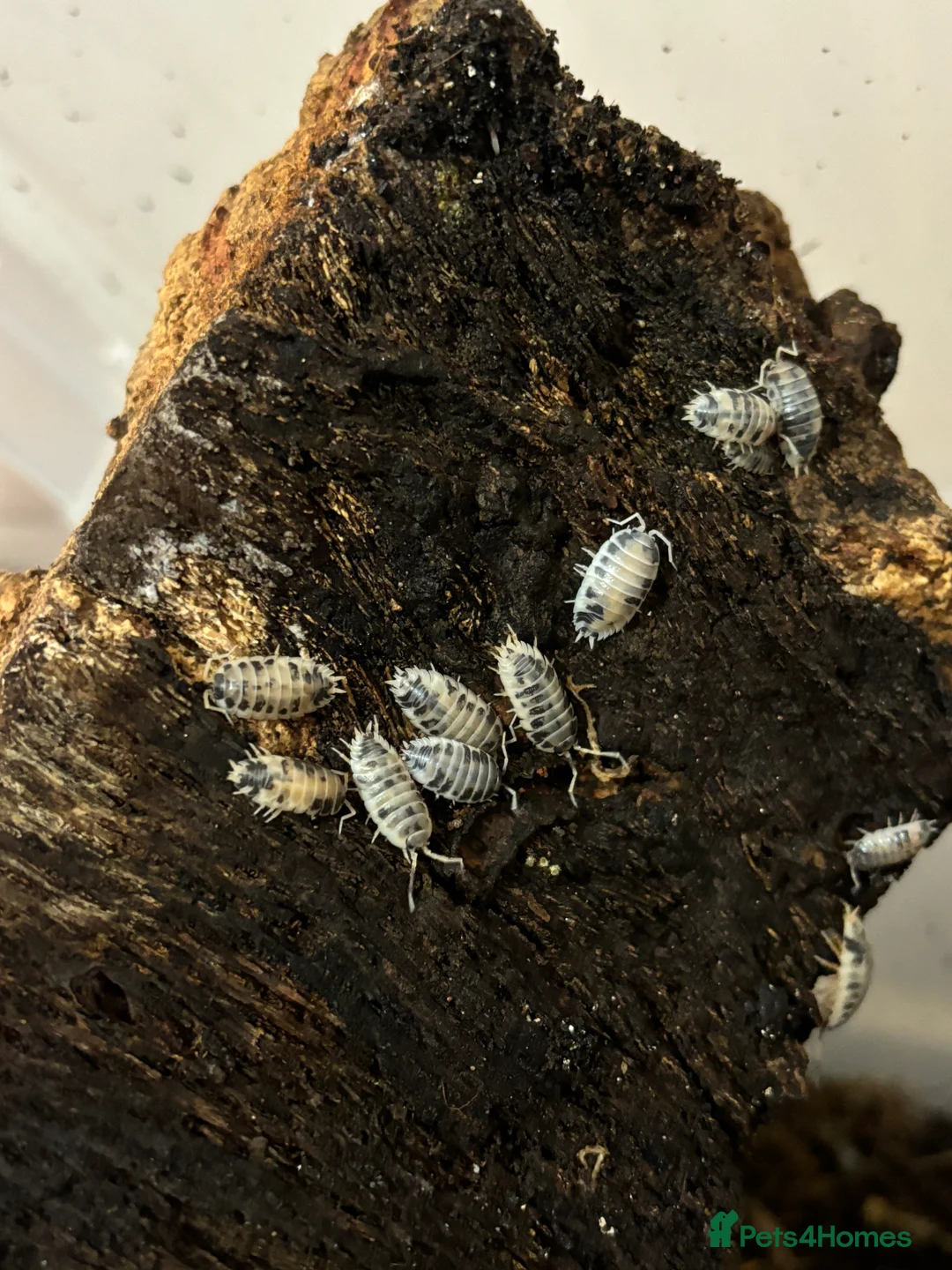 Isopods invertebrates for sale: Multiple isopods for sale - Advert 3