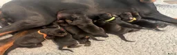 Dobermann dogs for sale: World champion Dobermanns available - Advert 3