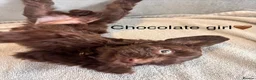 Cockapoo dogs for sale: *READY NOW* - 4 left - cockapoo puppies - Advert 11