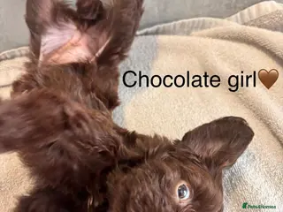 Cockapoo dogs beautiful miniature cockapoo puppies for sale - Advert 6