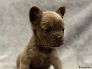 French Bulldog dogs 🐶 Beautiful Litter Of French Bulldogs 🐶 - Advert 2