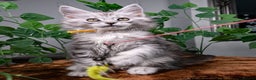 Maine Coon cats for sale: 8 STUNNING PEDIGREE TICA REG MAINE COON KITTENS - Advert 37