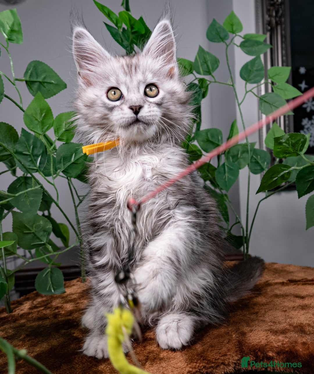 Maine Coon cats for sale: 8 STUNNING PEDIGREE TICA REG MAINE COON KITTENS - Advert 37