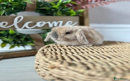 Mini Lop rabbits for sale: Litter of mini lop babies  - Image 16