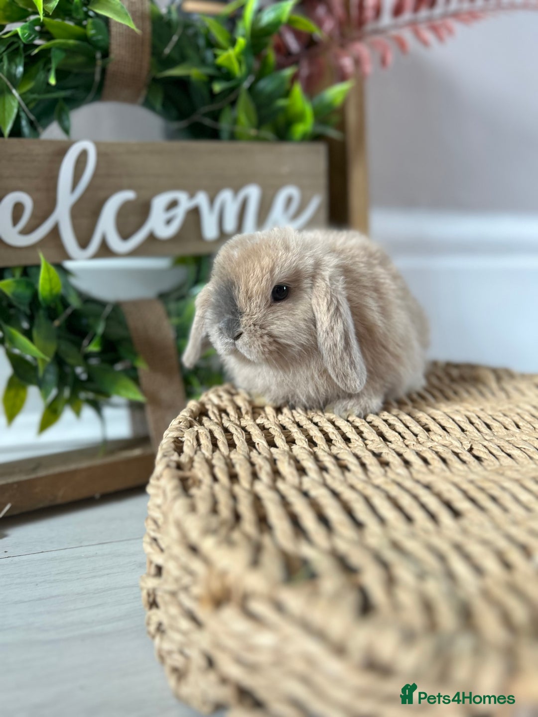 Mini Lop rabbits for sale: Litter of mini lop babies  - Image 16