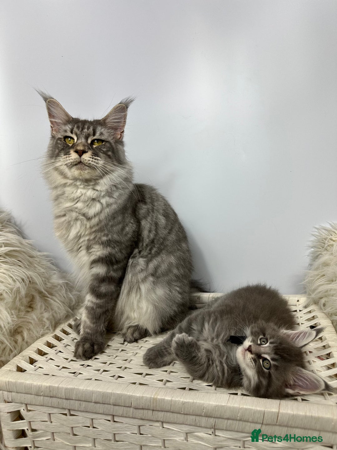 Maine Coon cats for sale: Gorgeous Pure Breed Maine Coon Kittens - Image 34