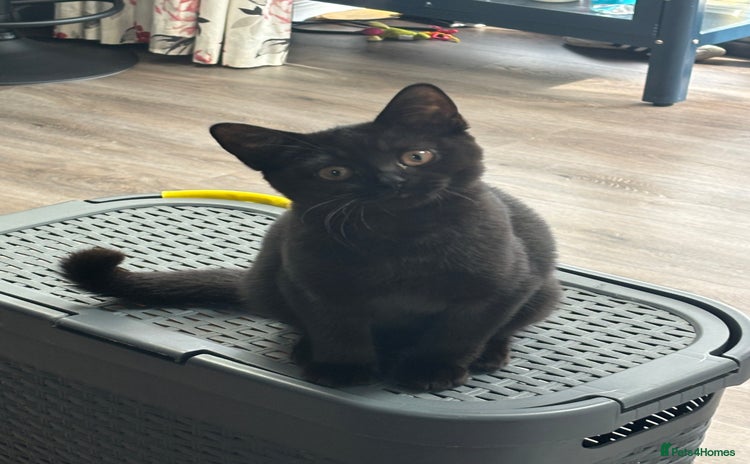 British Shorthair cats - Advert 6