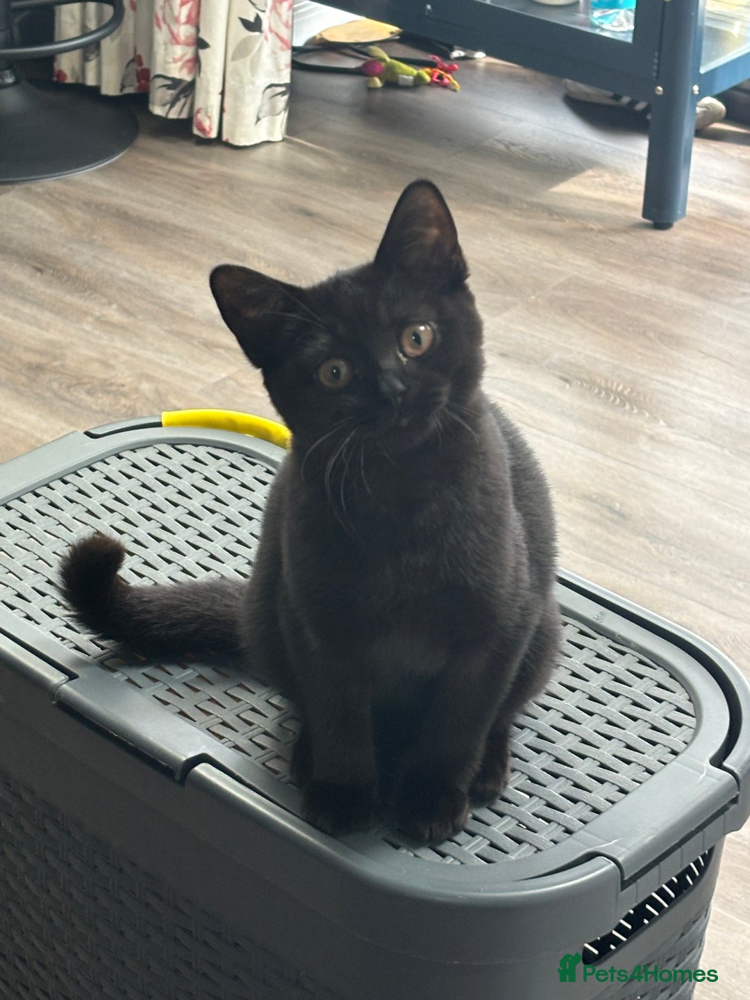 British Shorthair cats for sale: Reduced affectionate Solid Black British shorthair - Image 1