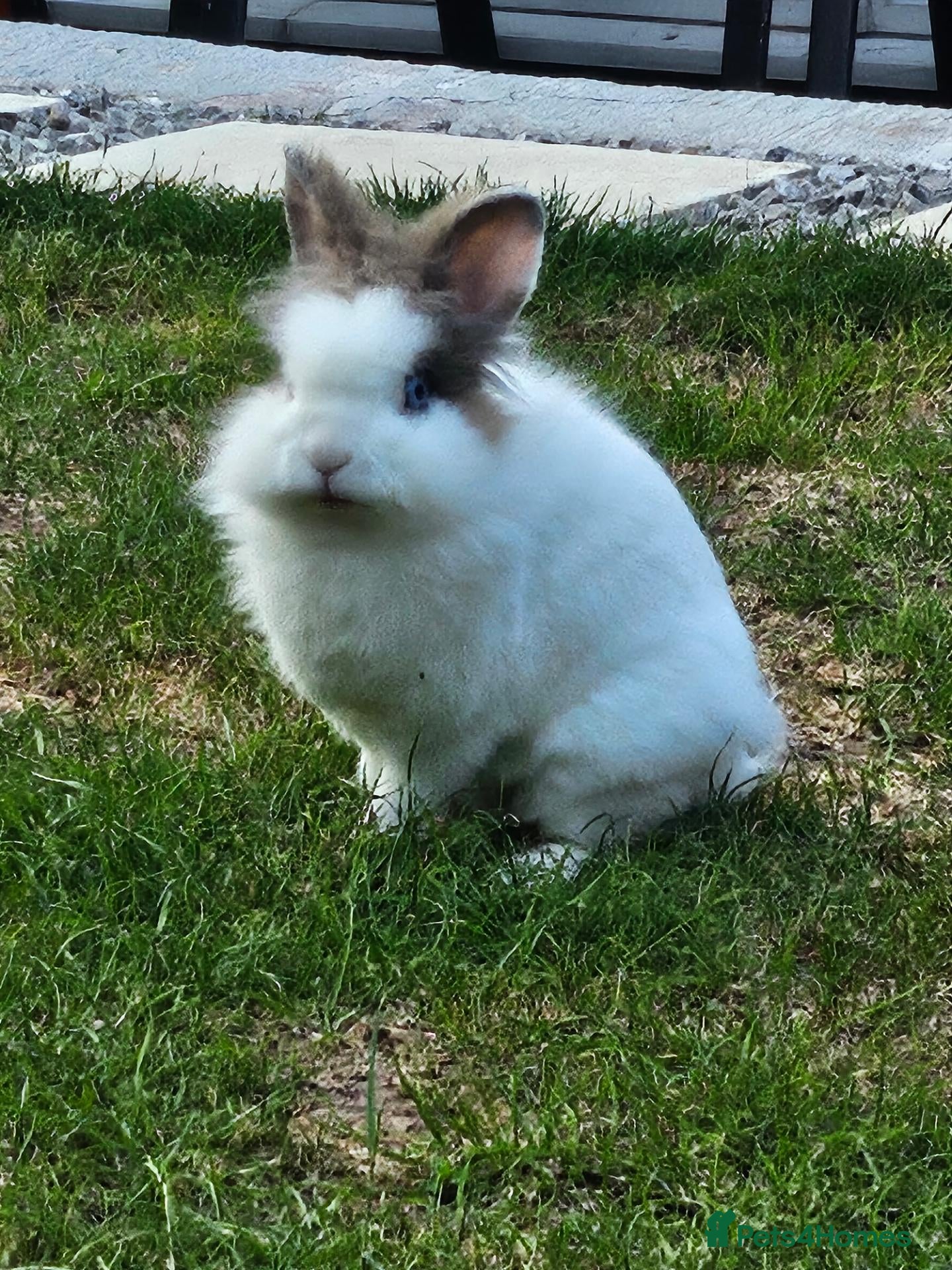 Mini Lion Lop rabbits  Beautiful Mini Lionhead Rabbit 🐰 - Advert 16
