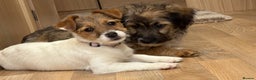 Jack Russell dogs for sale: Jack Russell Puppies… - Advert 18