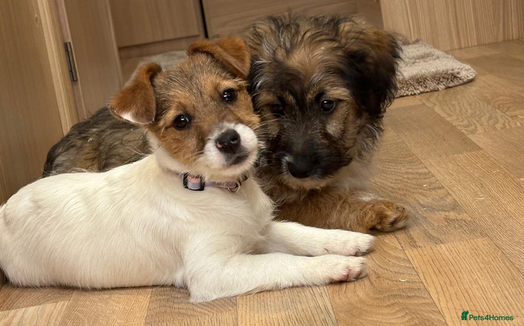 Jack Russell dogs for sale: Jack Russell Puppies… - Advert 18