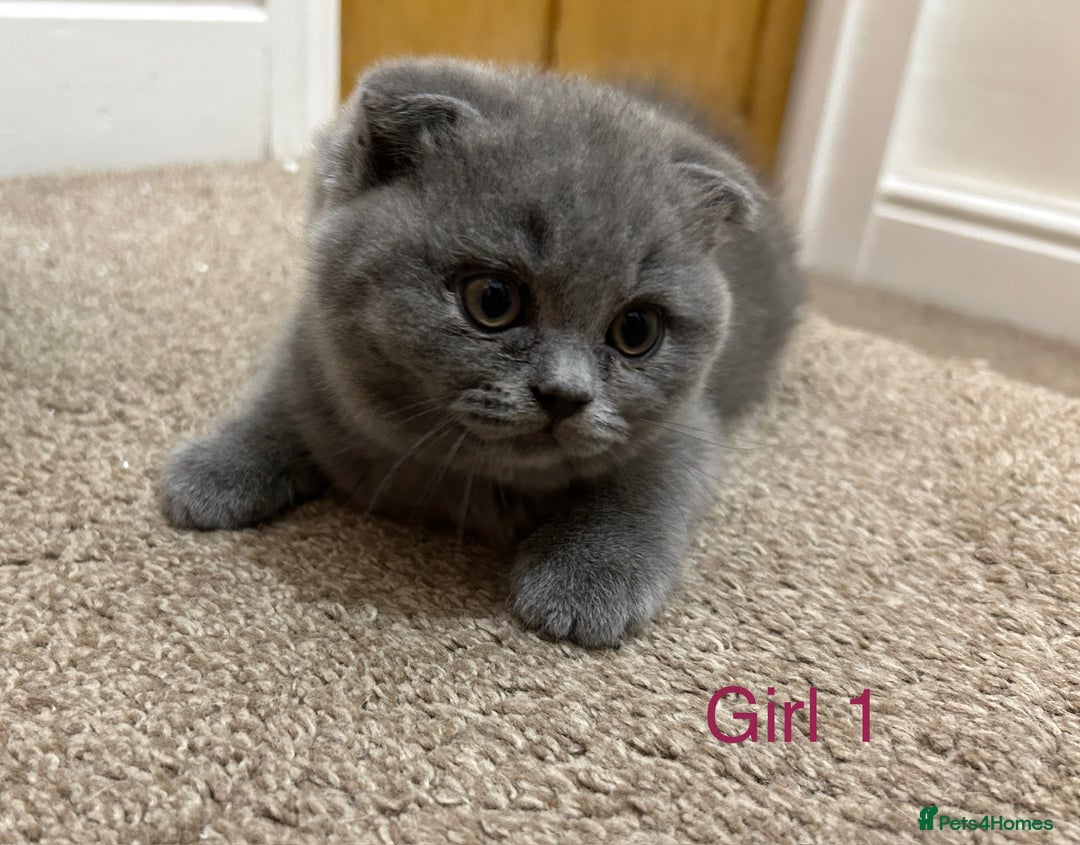 Scottish Fold cats for sale: Scottish Fold kitten  - Image 7