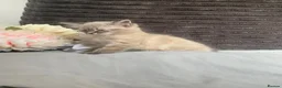 Siamese cats for sale: BEAUTIFUL BABIES AVAILABLE  - Advert 8