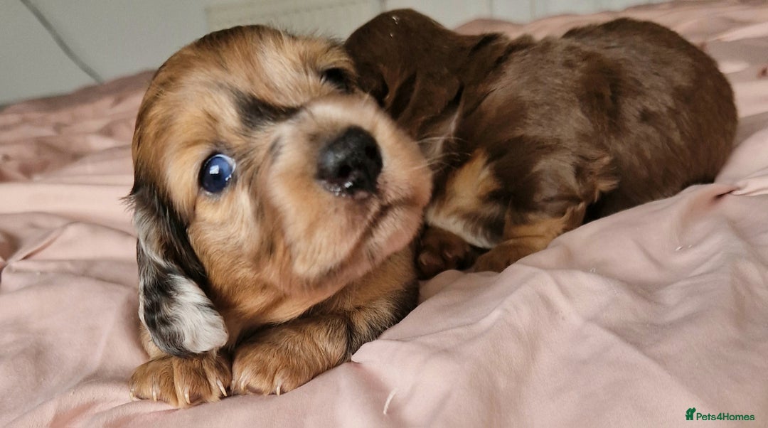 Miniature Dachshund dogs for sale: Long hair minature dachshunds - Image 19