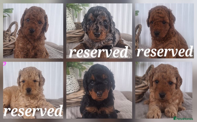 Labradoodle dogs - Advert 7