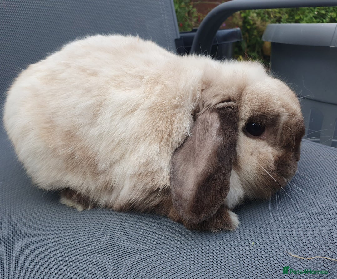 Dwarf Lop rabbits for sale: Spayed/neutered rabbits for adoption VAC Yurvac - Image 6