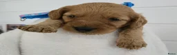 Cockapoo dogs for sale: F1b cream and red cockapoos miniature dad - Advert 8