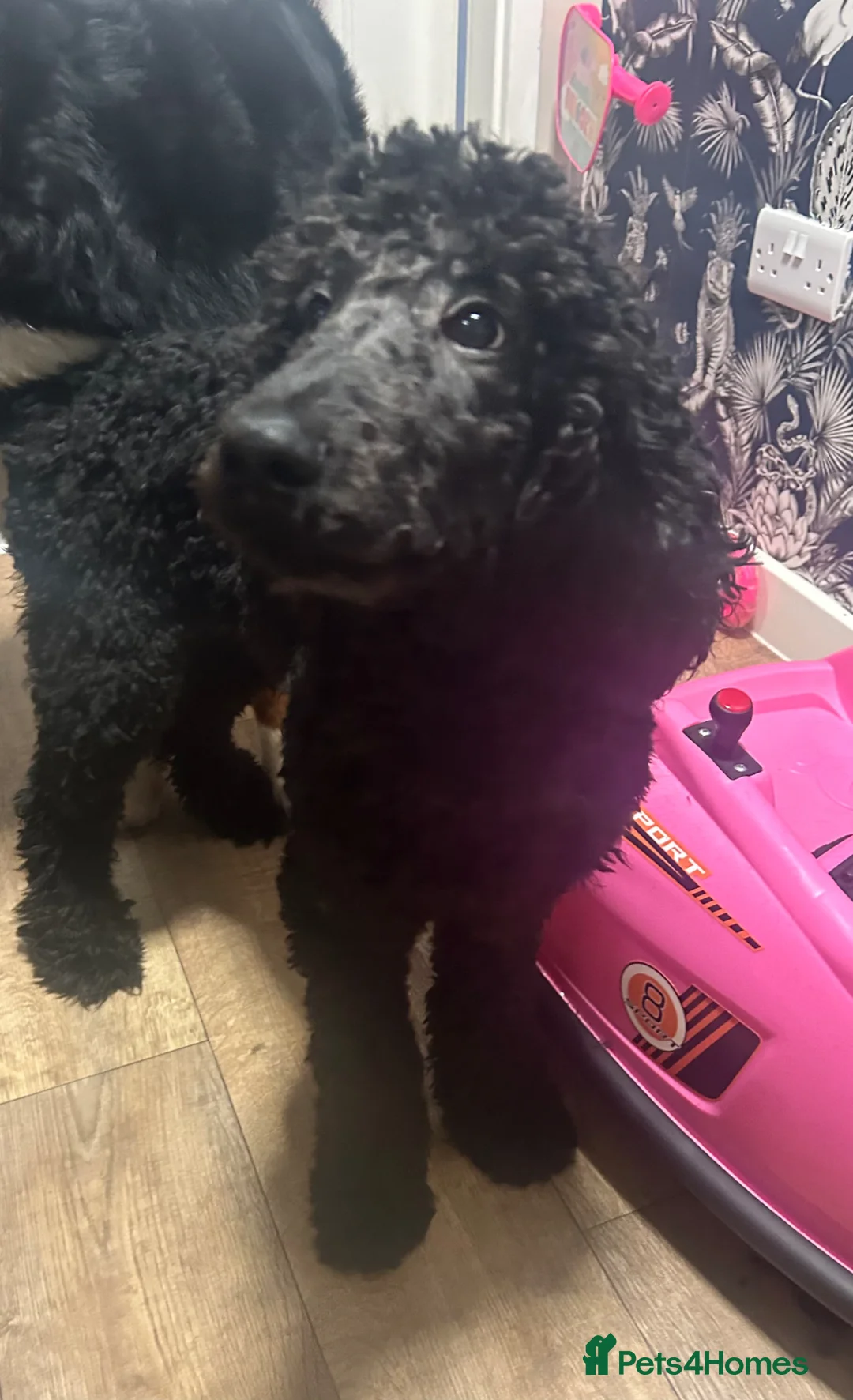 Standard Poodle dogs for sale: Sweet 6 month old standard poodle  in Leeds - Advert 2