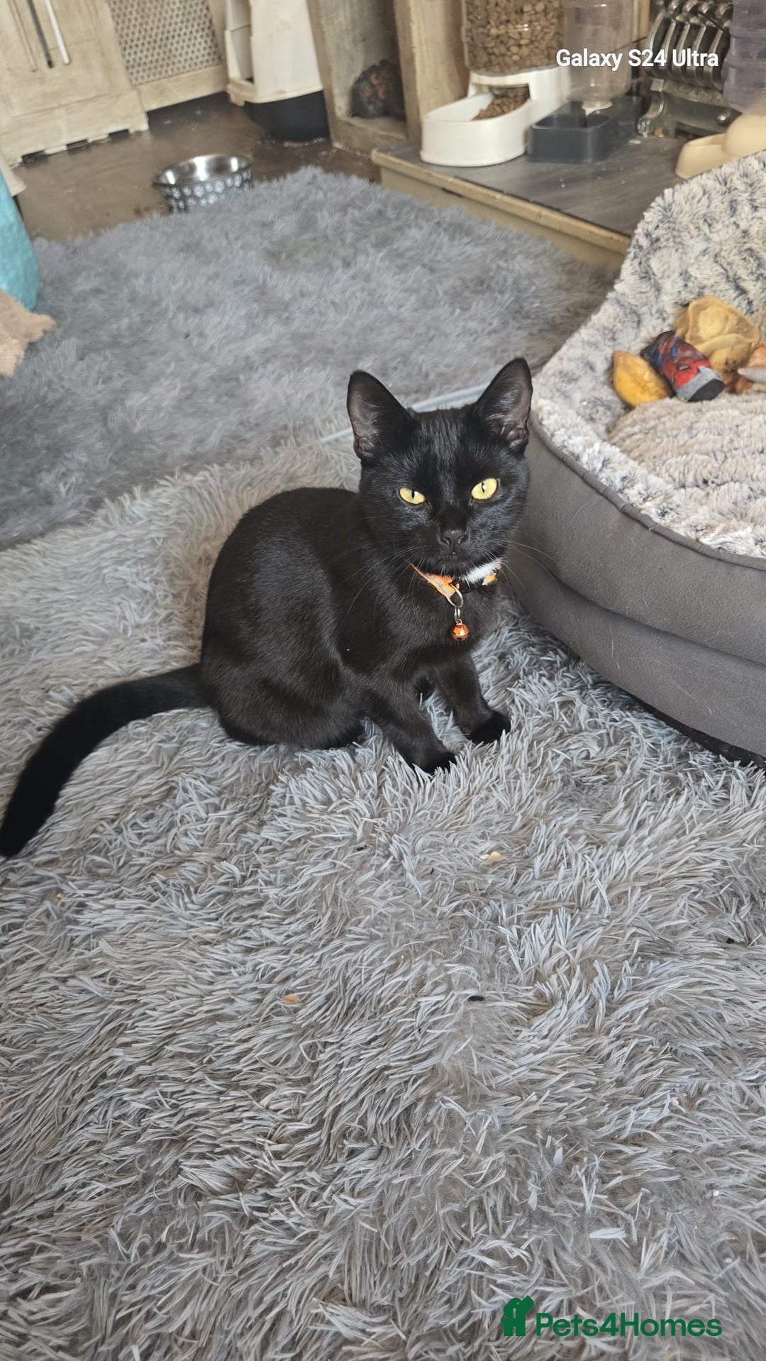 Mixed Breed cats for sale: 2 black twin boys 3 months old - Advert 1