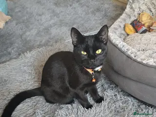 Mixed Breed cats 2 black twin boys 3 months old - Advert 6