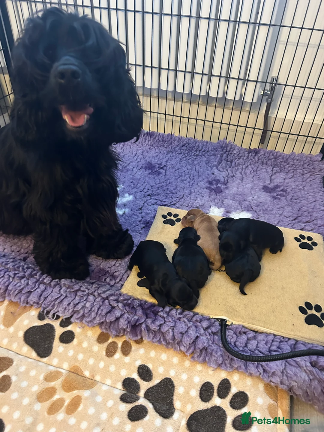 Cockapoo dogs for sale: F1 cockapoos  - Advert 1