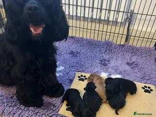 Cockapoo dogs F1 cockapoos - Advert 1