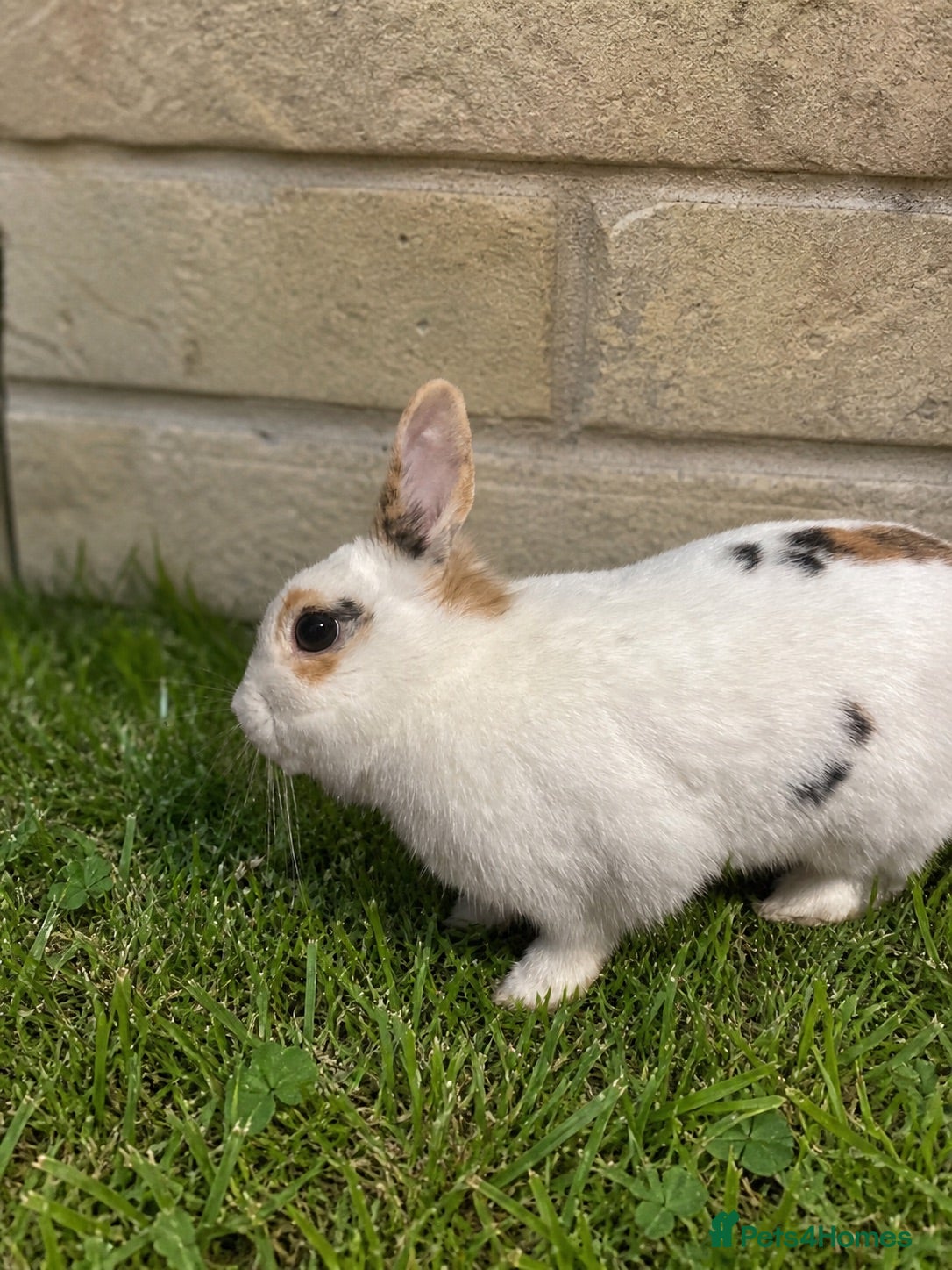 Mixed Breed rabbits Netherland dwarf babies  - Advert 4