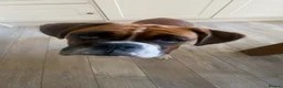 Boxer dogs for sale: Beautiful Boxer Babies.  - Advert 6
