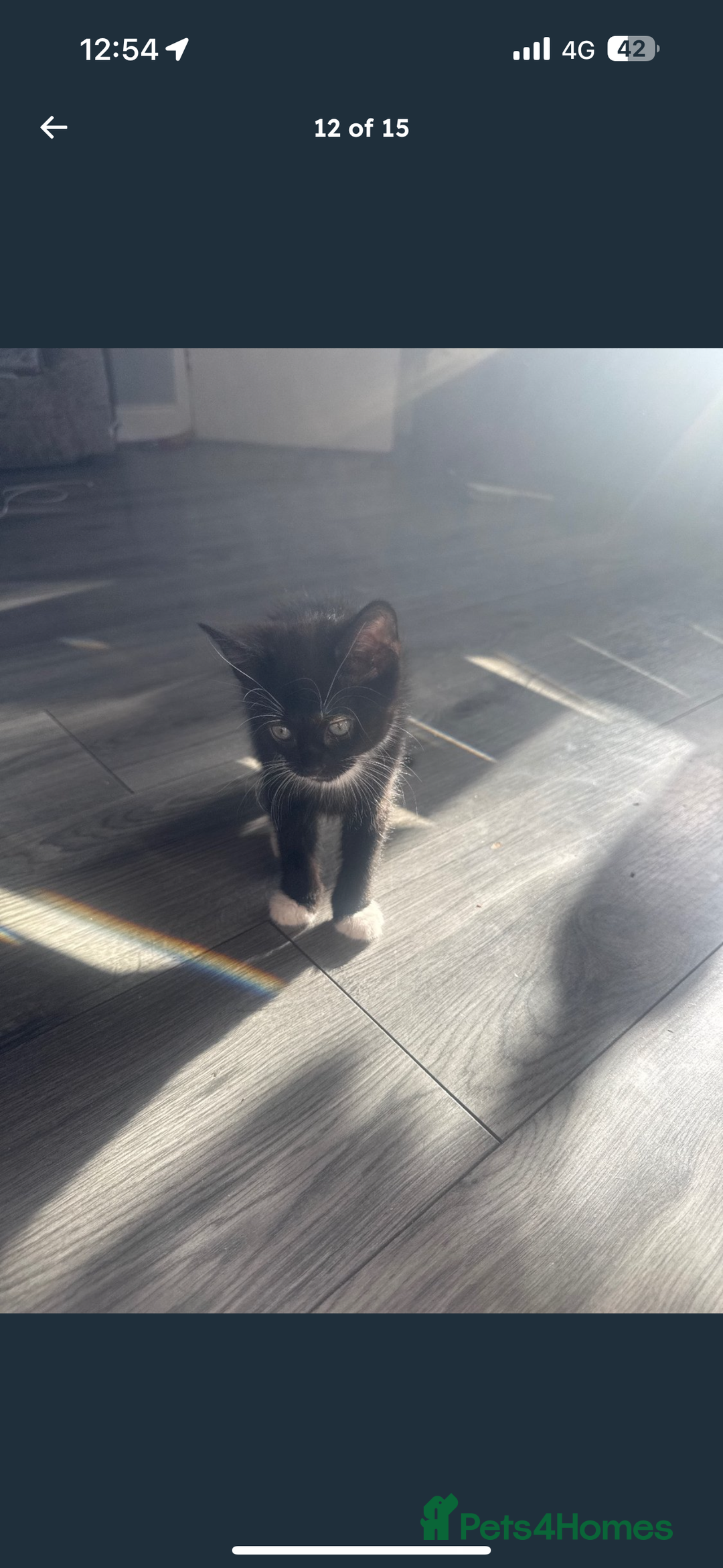 Mixed Breed cats for sale: 3 beautiful kitty’s 🥹 - Image 9
