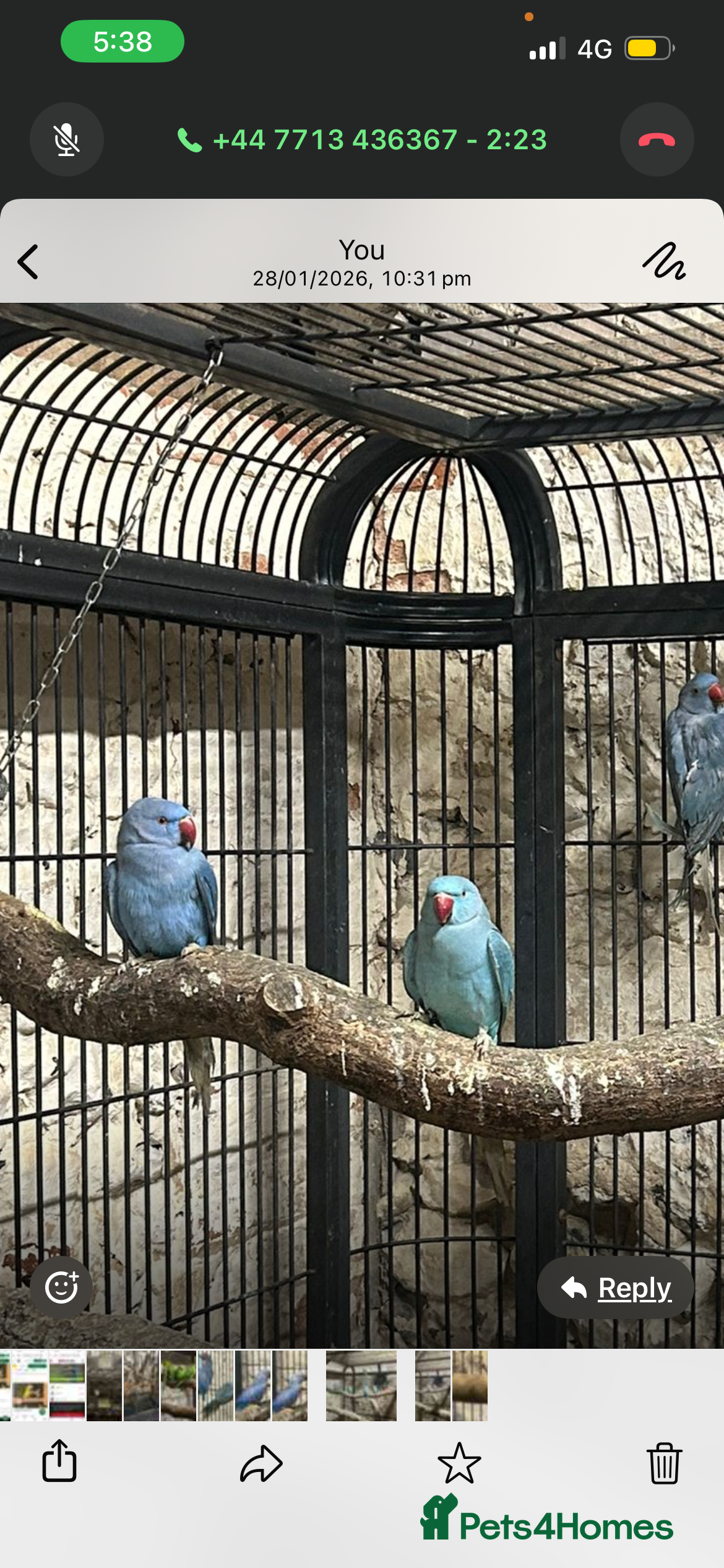 Ringnecks birds Ringneck parakeet  - Advert 3