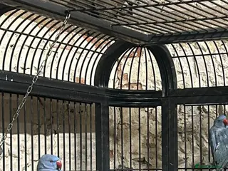 Ringnecks birds Ringneck parakeet - Advert 3