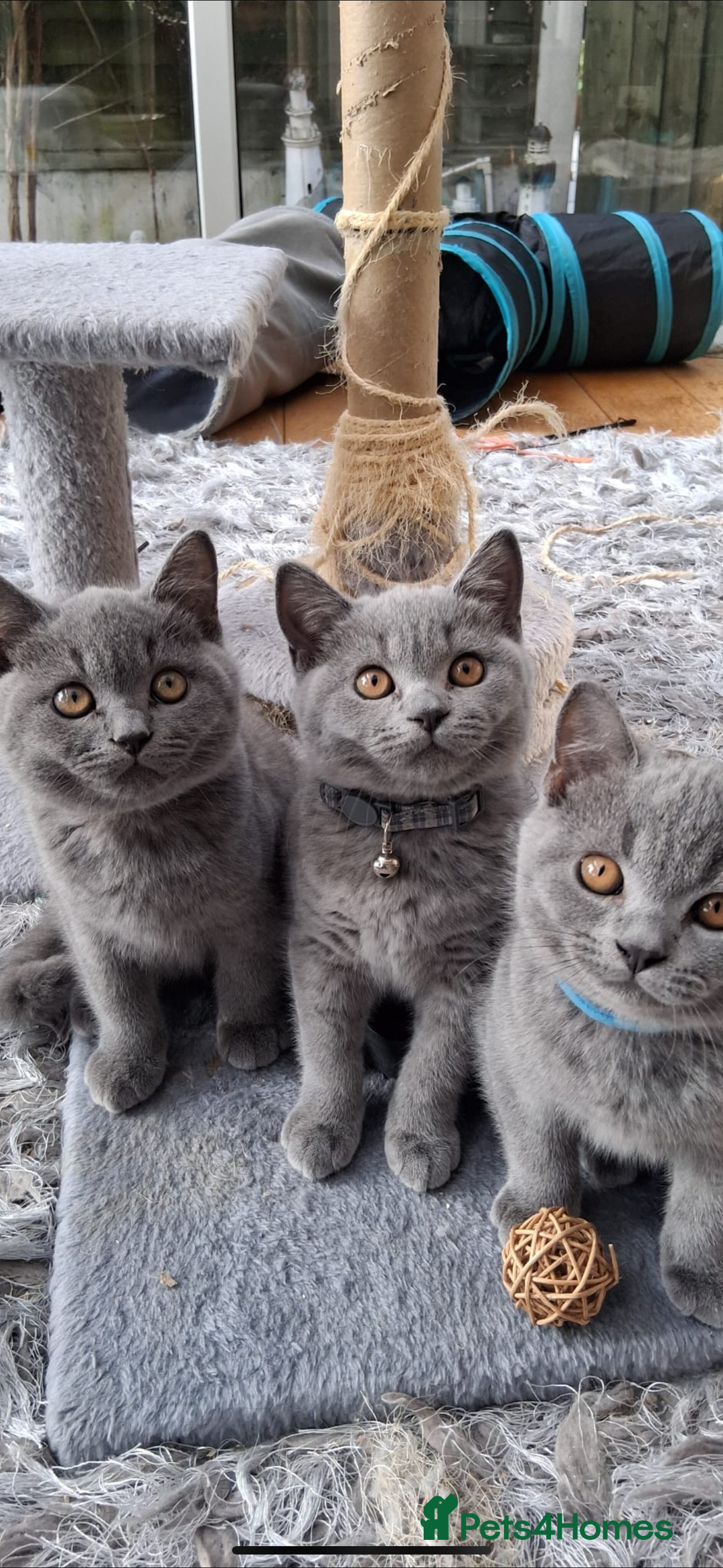 British Shorthair cats for sale: British Shorthair Male Kitten for Sale - Image 1