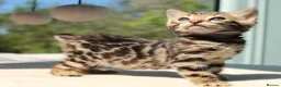 Bengal cats for sale: CUTE BENGAL FEMALE (TICA REG) - Advert 17