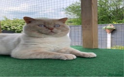 British Shorthair cats for stud: GCCF & TICA reg handsome cream colourpoint stud - Image 1
