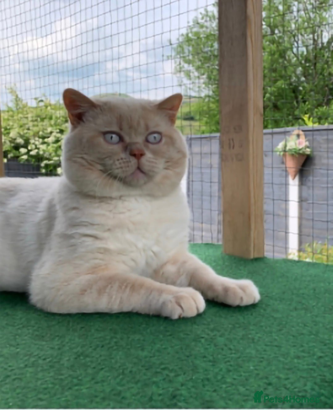British Shorthair cats for stud: GCCF & TICA reg handsome cream colourpoint stud - Image 1